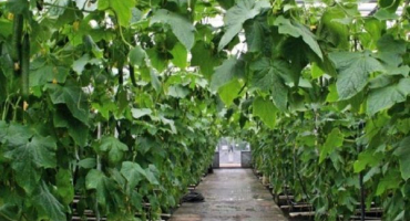 Co lze zasadit s okurkami ve skleníku, s jakými rostlinami jsou kompatibilní